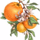 MaruCitrus