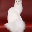main_coon