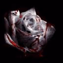 BloodyRoseYUSHU