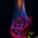 Elena_Star_love