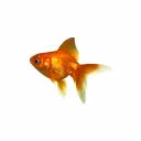 brianfavour