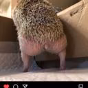 AliuiaPierczik