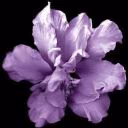 dead_insaid0152