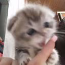 qweooqe