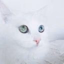 AlyaMiracolous
