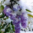 lilac_flame