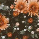 _vishenka_502
