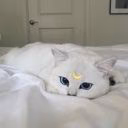 raccony