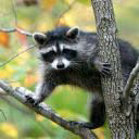 Raccoon_Girl27