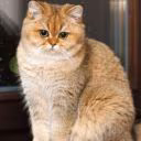 Chat_de_Mars