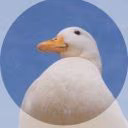 FasiXaspof