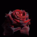 Jack_RedRouse