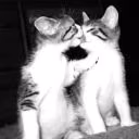 kvasxi