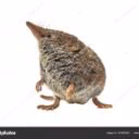 Net_blin_ogurez