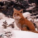 Foxi_Lina