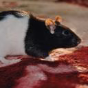 rats-rat1