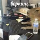 Lustra_blyat