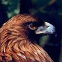 SofiOrl