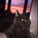CatWithTheBook