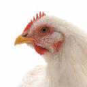 MetallurgoChicken