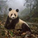 Pando126