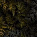 Jesse_Alexander