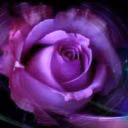 Milagross3456
