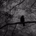 e_lin_raven