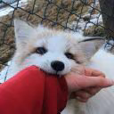 LittleDream_Fox