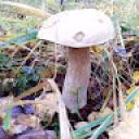 Russian_teaUwU