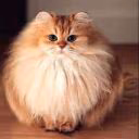 Masha_2769