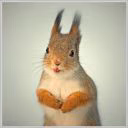 CuteRedSquirrel