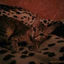 tanuxa_o