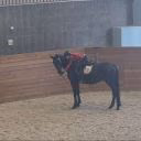 dressagesonixx