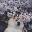 Lili_Simple