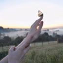 ironbutterflies