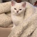 catloves6365
