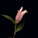 linxxx_sp