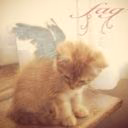 kennygel