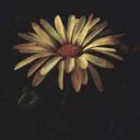 Elen_RozEr