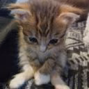 pippopippopioooo