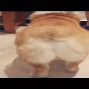 kitos333