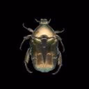 beatle_83