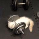 cat_note