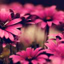 Anna_air