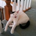 megan_alakey_waldorf