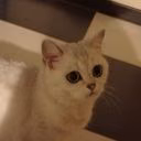 meffzz