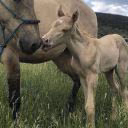 equestrian_my_name