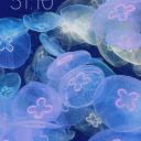jasmine1_qq
