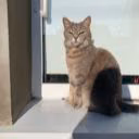 Cat_cute1